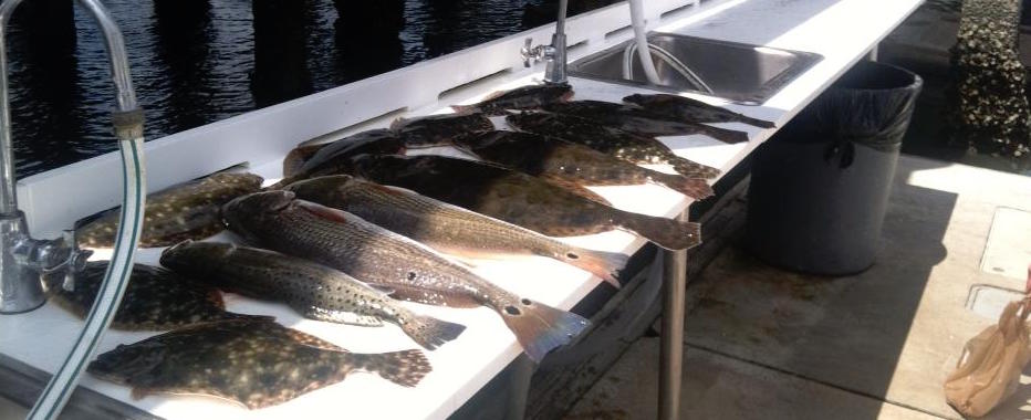 Summer Flounder Fishing St. Augustine